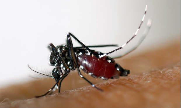 Imóveis vistoriados para checar foco do Aedes chega a só 40% da meta