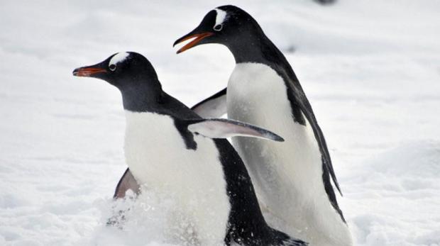 Esta colônia de pinguins vive no Cabo Denison, um cabo rochoso situado na baía de Commonwealth, no leste do continente antártico. / Foto: AFP