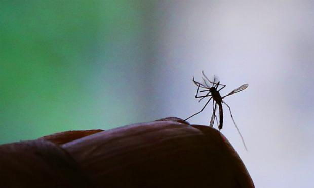 Equipes querem determinar a relação do vírus, transmitido através do mosquito, com a microcefalia / Foto: Fernanda Carvalho/ Fotos Públicas