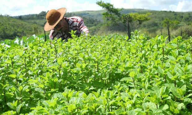 Eles plantam, você consome e juntos fortalecem a agricultura orgânica em Pernambuco