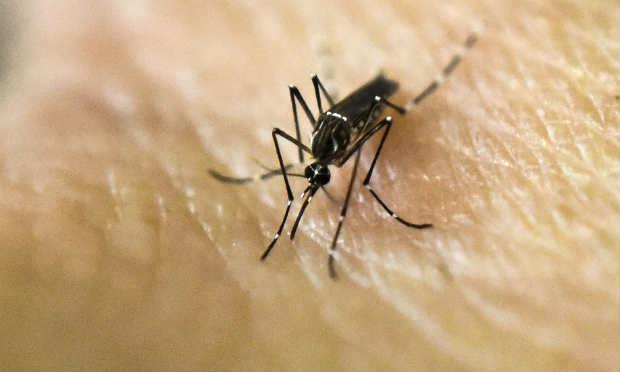 Nove mil militares fazem campanha contra o mosquito Aedes, também vetor da dengue e da chikungunha / Foto: AFP