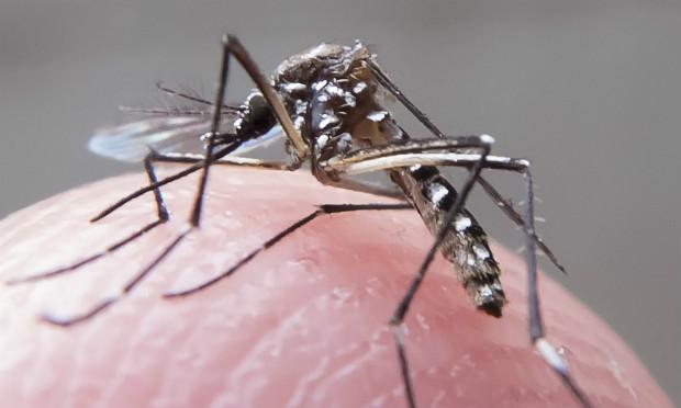 A grande maioria acredita que a principal responsável pela proliferação do mosquito é a população / Foto: Rafael Neddermeyer/Fotos Públicas 