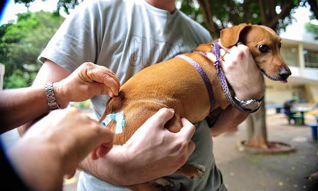 Campanha imunizará mais de 1,2 milhão de cães e gatos contra raiva animal em Pernambuco / Foto: Fotos Públicas