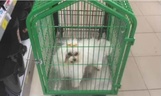 Empresa aposta em carrinho pet para consumidor carregar animais de estimação durante compras