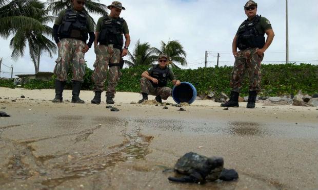 Cipoma solta filhotes de tartarugas marinhas em Paulista