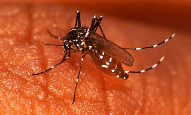Zika: Costa Rica declara estado de emergência para evitar proliferação do vírus
