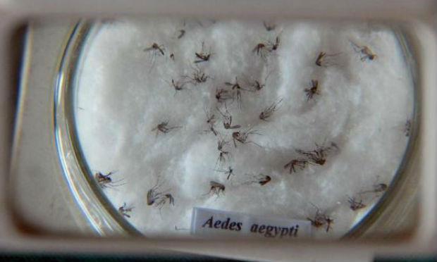 Mosquito Aedes aegypti ainda é o transmissor oficial do Zika vírus  / Foto: JC Imagem