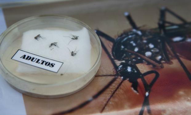 O Ministério da Saúde diz que tem investigado as manifestações neurológicas identificadas em pacientes que estão em estados com circulação de infecções pelo Aedes aegypti, mosquito transmissor da dengue, do vírus Zika. / Foto: Marco Garro/AFP