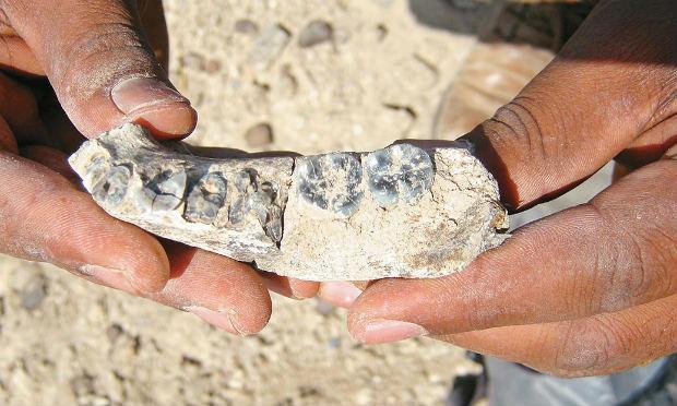 "Não existe outro lugar no mundo que contenha esta quantidade e diversidade de fósseis do jurássico", declarou Juan García Massini, líder da pesquisa. / Foto: AFP