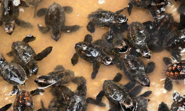 Com proteção da população, mais de 100 tartarugas nascem na praia de Piedade