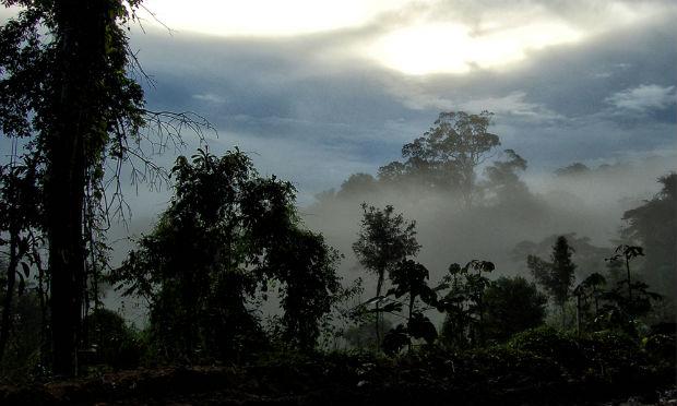 Os compromissos com as florestas são parte do Desafio de Bonn, lançado em 2011. / Foto: