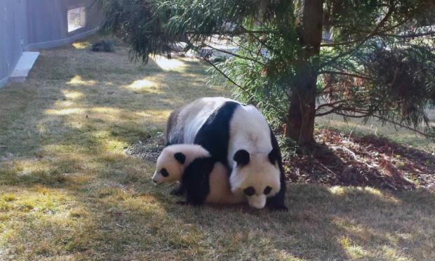 Panda-gigante estava ameaçado desde 1990. / Foto: Fotos Públicas.