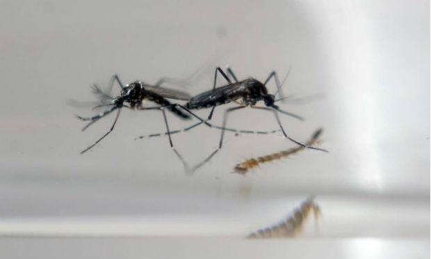 O governador da Flórida pediu para que o Congresso aprove recursos para combater o vírus zika / Foto: AFP