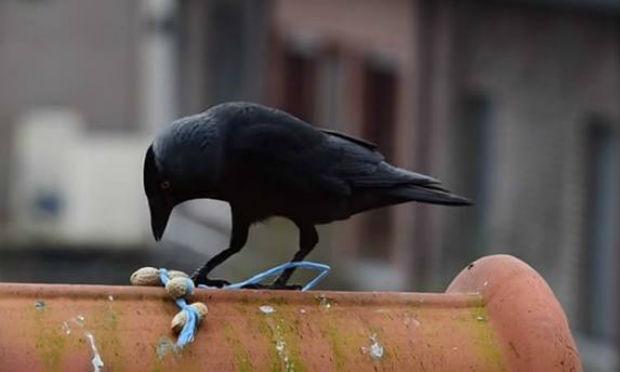 O uso de ferramentas só havia sido observado até agora no corvo da Nova Caledônia (Corvus moneduloides) / Foto: Nature/ Reprodução