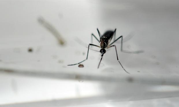 Centenas de pessoas na Flórida, nos Estados Unidos, foram infectadas com o vírus da zika / Foto: AFP