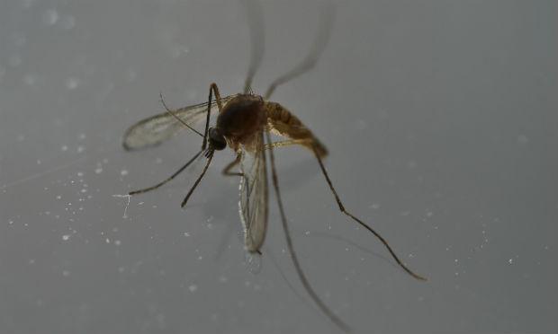 O mosquito é o vetor dos vírus da dengue, zika e chikungunya. / Foto: Yuri Cortez / AFP