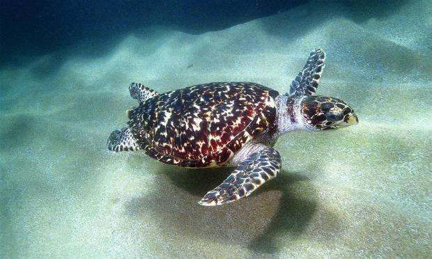Temporada de desova das tartarugas-marinhas em todo o mundo começou em setembro / Foto: reprodução/Tamar