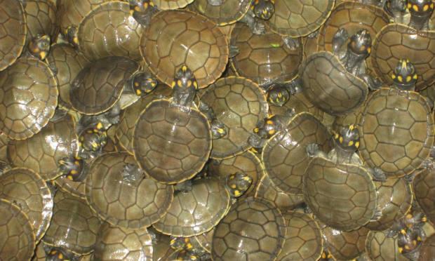 Peru:37.000 filhotes de tartaruga são liberados para repovoar Amazônia