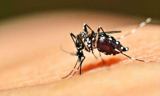 Especialistas não descartam novo surto de dengue e zika
