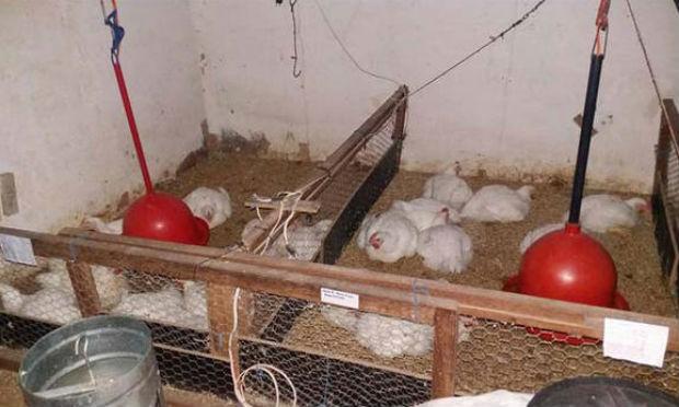 Ativistas invadem USP e resgatam frangos usados em pesquisas
