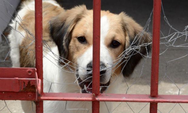 Espanha: defensora dos animais é julgada por matar 2.000 cães e gatos
