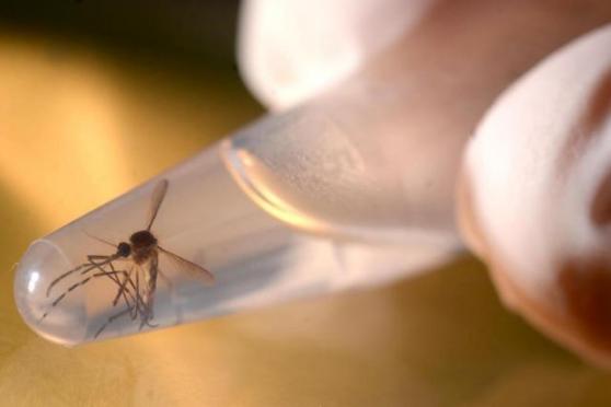 Texas registra primeiro caso de zika transmitido por mosquito local