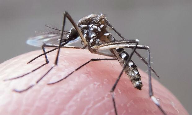 Fiocruz: epidemias de zika e chicungunha serão mais fortes em 2017