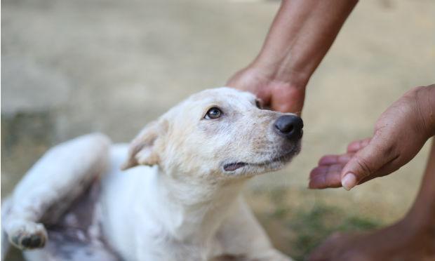 À espera de um lar: 25 cães podem ser adotados em feira neste sábado