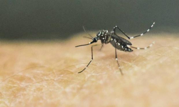 BNDES libera recursos para desenvolvimento de vacina contra a dengue