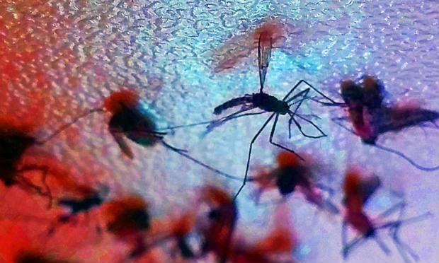 Surto de Zika é estimulado pelo El Niño de 2015, diz estudo