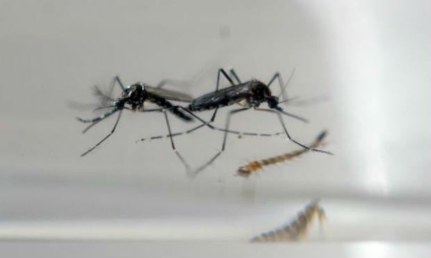 Doença é transmitida por espécies silvestres do mosquito Aedes aegypti / Foto: reprodução