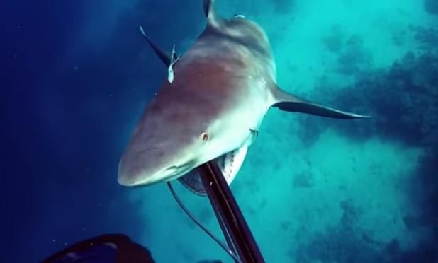Vídeo registrou momento exato em que o tubarão ataca o mergulhador australiano / Foto: Reprodução/vídeo