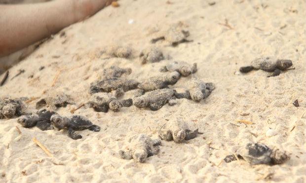 Mais de 100 filhotes de tartarugas nascem em praia de Ipojuca
