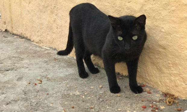 Criadores de gatos pretos desmistificam crença de azar e alertam para maldades contra os bichanos na data / Foto: Gustavo Belarmino/ NE10