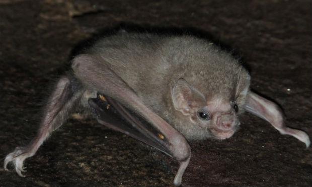 morcego-vampiro-das-pernas-peludos costumava se alimentar do sangue de aves / Foto: Enrico Bernard/Cortesia