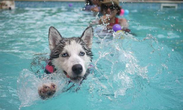 Os cachorros podem ser alternativas para estimular a atividade física na natação / Foto: Pixabay