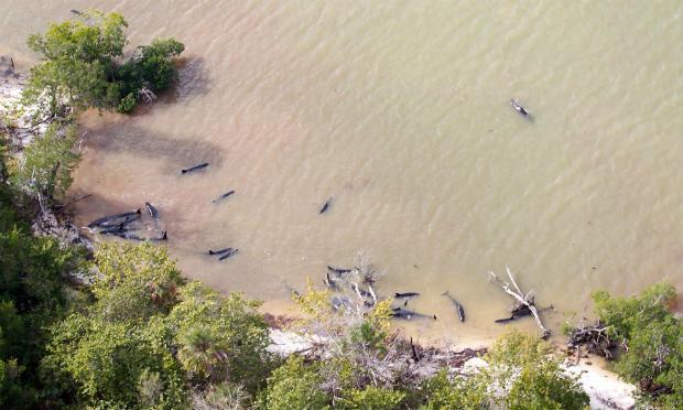 Um grupo de 95 golfinhos, de cor negra mas sem a mancha branca que possuem as orcas, ficou encalhado em uma praia do Parque Nacional de Everglades, indicou a instituição na sua conta de Twitter. / Foto: NOAA Fisheries / AFP