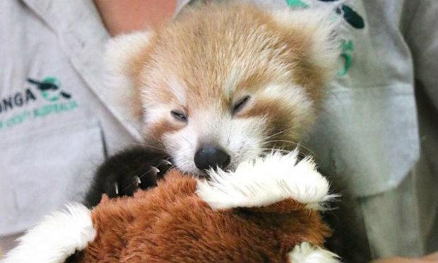 Filhote de panda não consegue largar pelúcia da mesma espécie