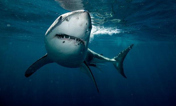 Mergulhador escapou de um ataque de tubarão de 4 metros de comprimento na Austrália / Foto: Ilustração/ AFP
