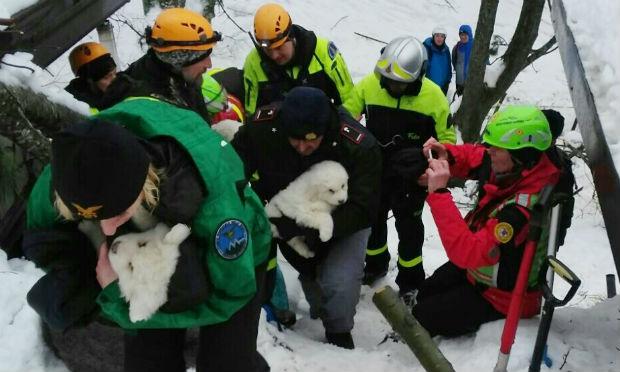 Ao menos três filhotes de cão foram resgatados dos escombros devastado por uma avalanche na Itália / Foto: AFP
