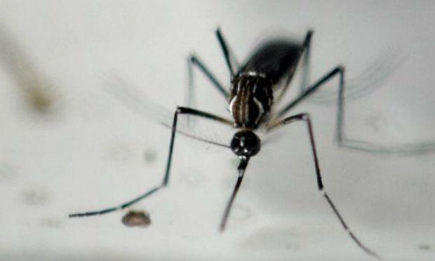 Dengue, zika e chicungunha mataram quase 800 pessoas em 2016 no Brasil