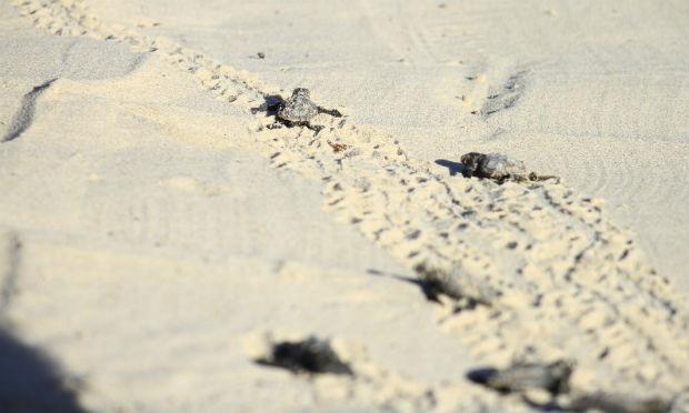 Mais de 120 filhotes de tartaruga nascem em praia de Porto de Galinhas