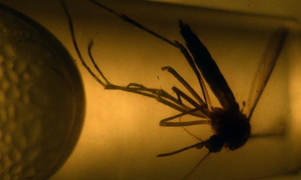 O mosquito Aedes Aegypti é o transmissor da febre amarela. / Foto: Marvin Recinos / AFP