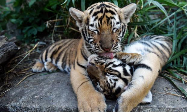 Nascem quatro tigres de bengala em cativeiro em parque de El Salvador