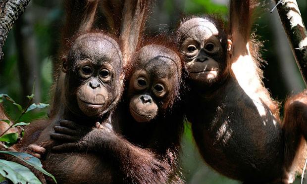 Para entender melhor suas emoções, os pesquisadores mostraram a orangotangos fotos de outros macacos e avaliaram suas respostas. / Foto: Bay Ismoyo/AFP
