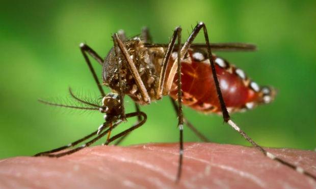Em área urbana, ela pode ser transmitida pelo Aedes, o mesmo da dengue, do vírus zika e da chicungunha / Foto: Agência Brasil