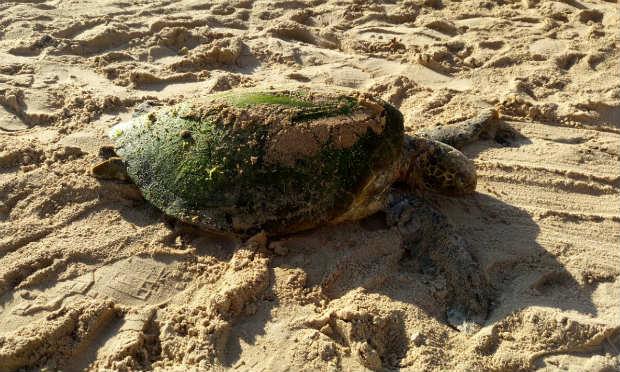 Tartaruga é encontrada morta na Praia de Boa Viagem, no Recife