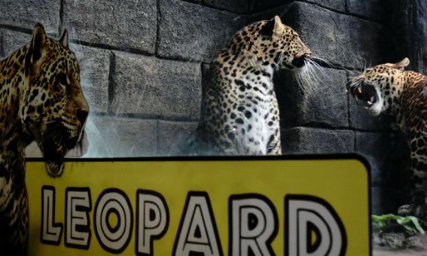 Os leopardos foram encontrados no santuário de Cikepuh, na ilha de Java, graças às suas pegadas e a restos de excrementos, e foram filmados com câmeras ocultas. / Foto: Aman Rochman / AFP