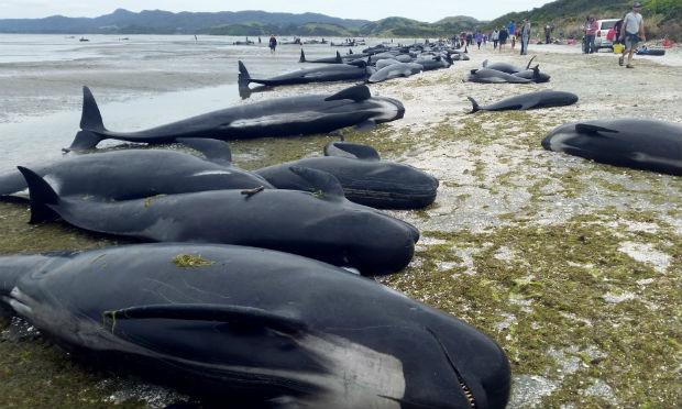 Centenas de baleias morrem encalhadas na costa da Nova Zelândia