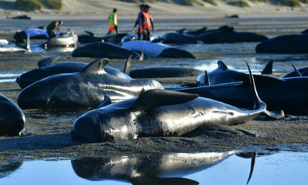 Centenas de cetáceos morreram nos últimos dois dias ao encalharem nessa extensão / Foto: AFP